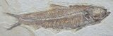 Inch Long Knightia Fossil Fish #780-1